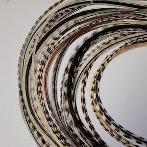 May include: A collection of decorative feathers in various shades of brown, black, and cream, arranged in a curved pattern. The feathers have intricate patterns and textures, with the text "FEATHER Goddess" at the top.