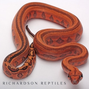 2025 Snake Calendar – Exotic Morph Snakes Photography – Ball Python, Boa, Retic Art – Reptile Lover Gift