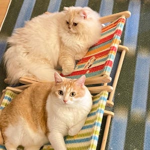 May include: Two cats lounging on miniature wooden beach chairs with colorful striped fabric. One cat is a fluffy cream color, the other is orange and white. The chairs are on a striped rug.