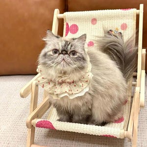 May include: A fluffy Persian cat with gray and white fur sits in a miniature wooden beach chair. The chair has a cream-colored seat with pink polka dots and a pink stripe. The cat wears a floral collar.