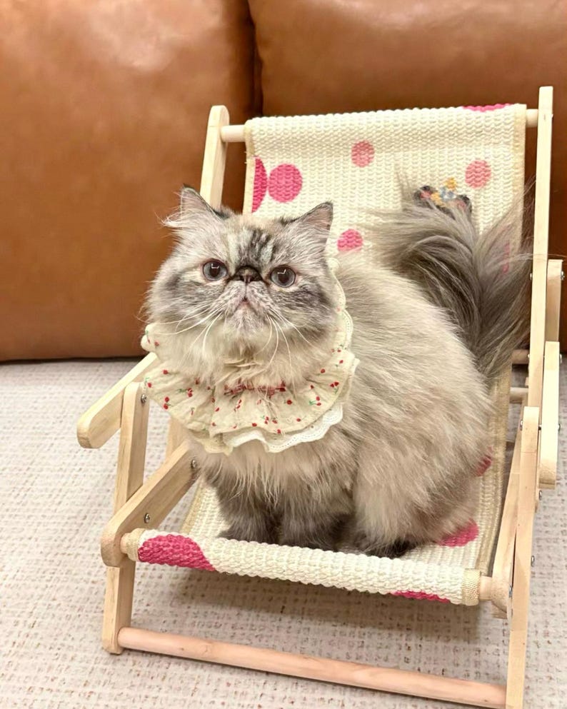 May include: A fluffy Persian cat with gray and white fur sits in a miniature wooden beach chair. The chair has a cream-colored seat with pink polka dots and a pink stripe. The cat wears a floral collar.