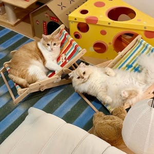 May include: Two cats lounging on miniature wooden beach chairs with colorful striped fabric. A yellow, cheese-shaped cat house and a small cardboard house are in the background. The cats are light orange and white, and cream-colored.