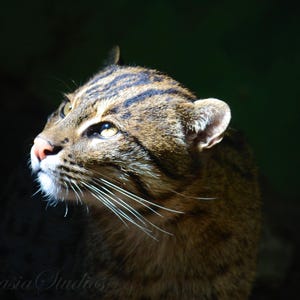 Impresión artística de gato de río: Retrato de gato a la luz del sol