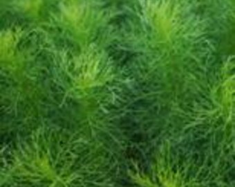 May include: Close-up of vibrant green dill plants. The image showcases the feathery texture and bright color of the dill, with a focus on the dense, lush foliage. The plants are in full view, filling the frame.