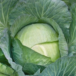 May include: A close-up image of a fresh, green cabbage head. The outer leaves are a darker green, while the inner leaves are a lighter shade. The cabbage is tightly packed, showing its natural texture and form. The image highlights the vegetable's freshness.