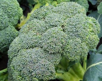 May include: Close-up of fresh broccoli florets, showcasing a vibrant green color and dense, textured surface. The image highlights the natural form of the vegetable, with visible stems and leaves. A healthy food item.