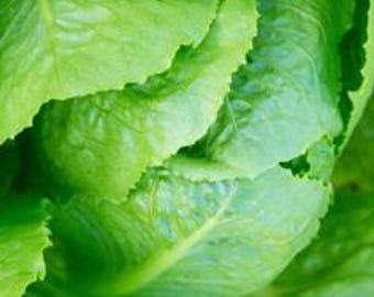 May include: Close-up of fresh, vibrant green romaine lettuce leaves. The leaves are tightly packed, showcasing their natural texture and color variations. The image highlights the crispness and freshness of the leafy green vegetable.