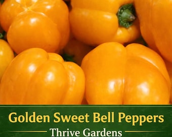 Golden Sweet Bell Pepper Seeds