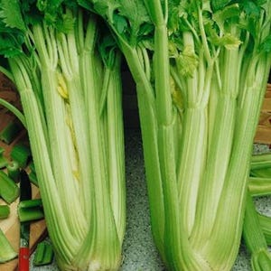 Organic Tall Utah Celery Seeds
