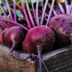 Organic Detroit Dark Red Beet Seeds