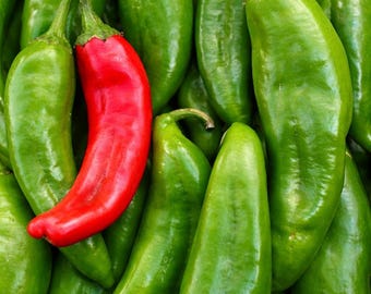 Chile Pepper Seeds