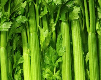 Tall Utah Celery Seeds