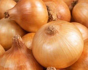Texas Early Grano Onion Seeds