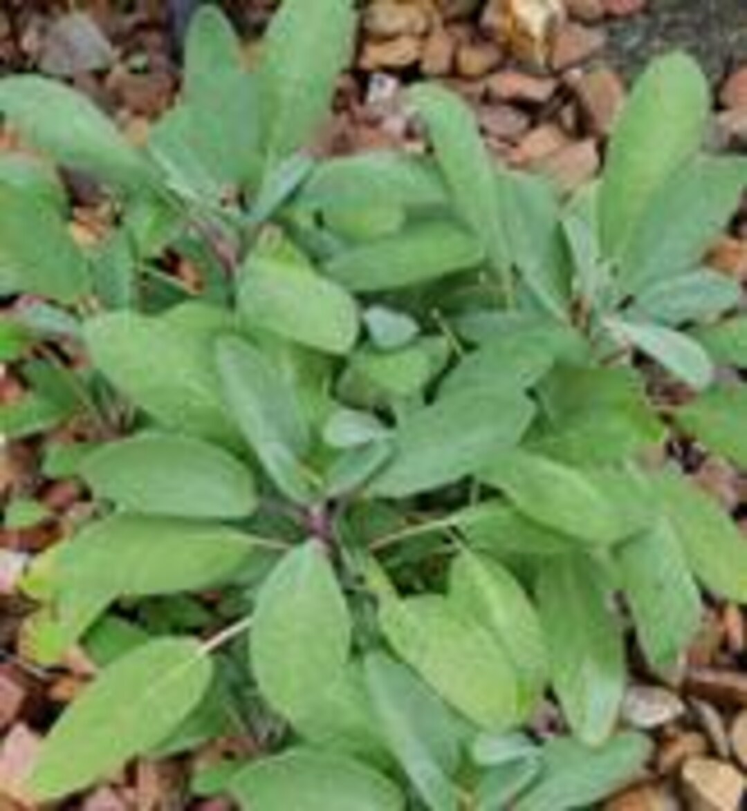 Broadleaf Sage Seeds - Etsy