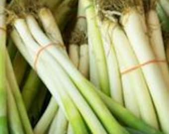 White Bunching Onion Seeds