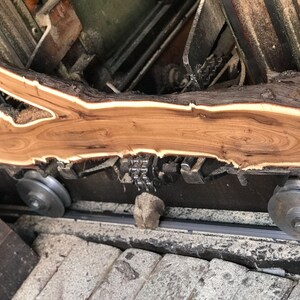 May include: A cross-section of a tree trunk with a light brown interior and a dark brown bark edge. The wood is being processed on a machine with metal rollers and a chain.