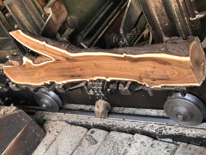 May include: A cross-section of a tree trunk with a light brown interior and a dark brown bark edge. The wood is being processed on a machine with metal rollers and a chain.