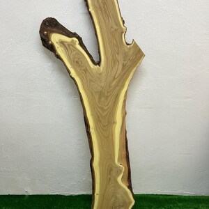 May include: A live edge wood slab with a natural, organic shape. The slab features a light brown center with a yellow-toned border and dark brown bark. The wood grain is visible, showcasing the tree's growth rings. The slab is approximately 40 inches long.