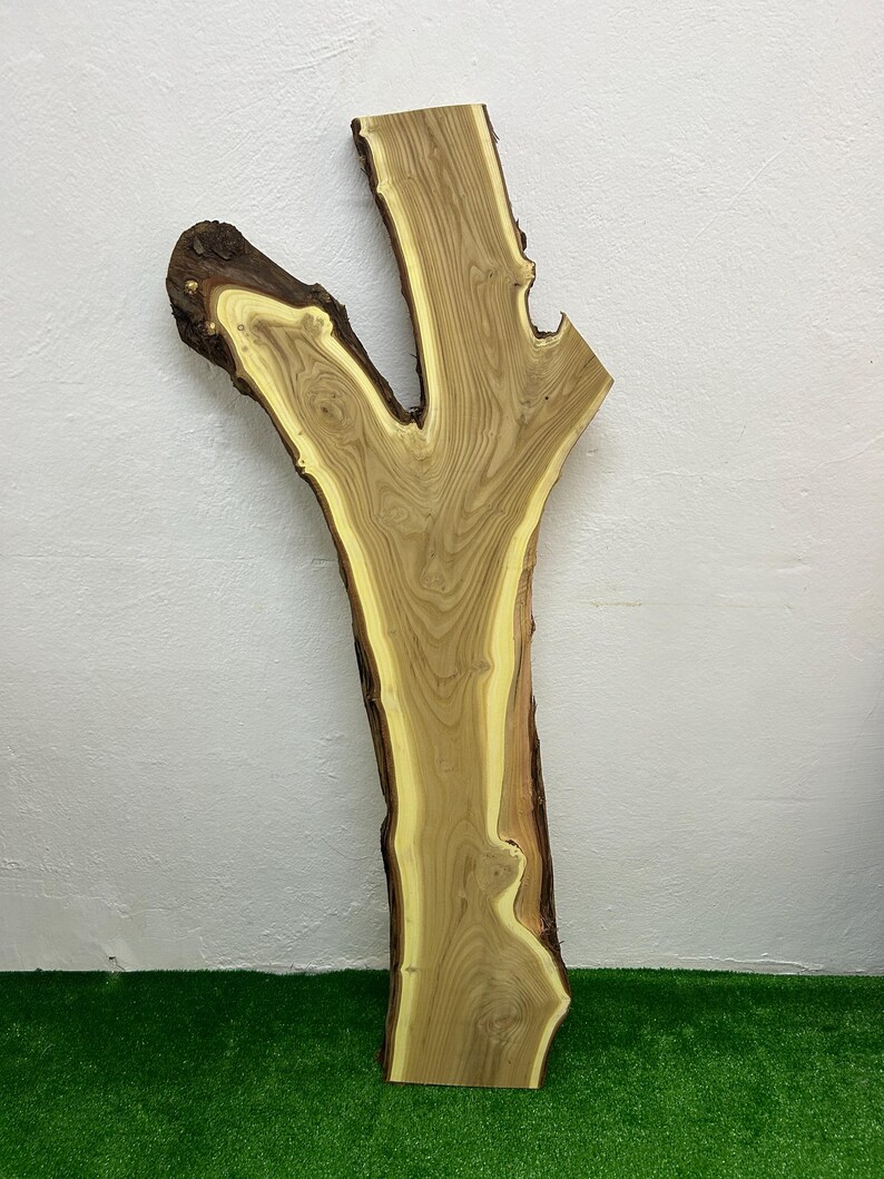 May include: A live edge wood slab with a natural, organic shape. The slab features a light brown center with a yellow-toned border and dark brown bark. The wood grain is visible, showcasing the tree's growth rings. The slab is approximately 40 inches long.