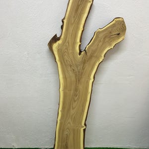 May include: A natural wood slab with a unique, branching shape. The slab features a light brown color with darker grain patterns and a contrasting yellow-toned edge. The wood has a rough, natural edge and is displayed against a white wall and green surface.