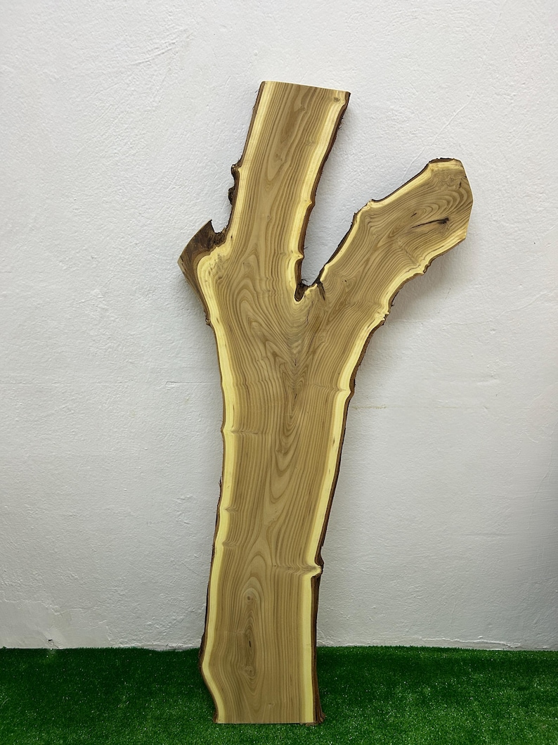 May include: A natural wood slab with a unique, branching shape. The slab features a light brown color with darker grain patterns and a contrasting yellow-toned edge. The wood has a rough, natural edge and is displayed against a white wall and green surface.
