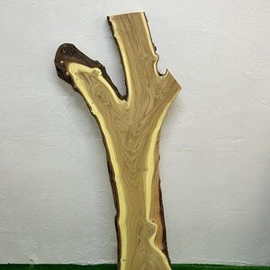 May include: A live edge wood slab with a natural, organic shape. The slab features a light brown center with a yellow-toned border and dark brown bark edges. The wood grain is visible, creating a unique, rustic aesthetic.