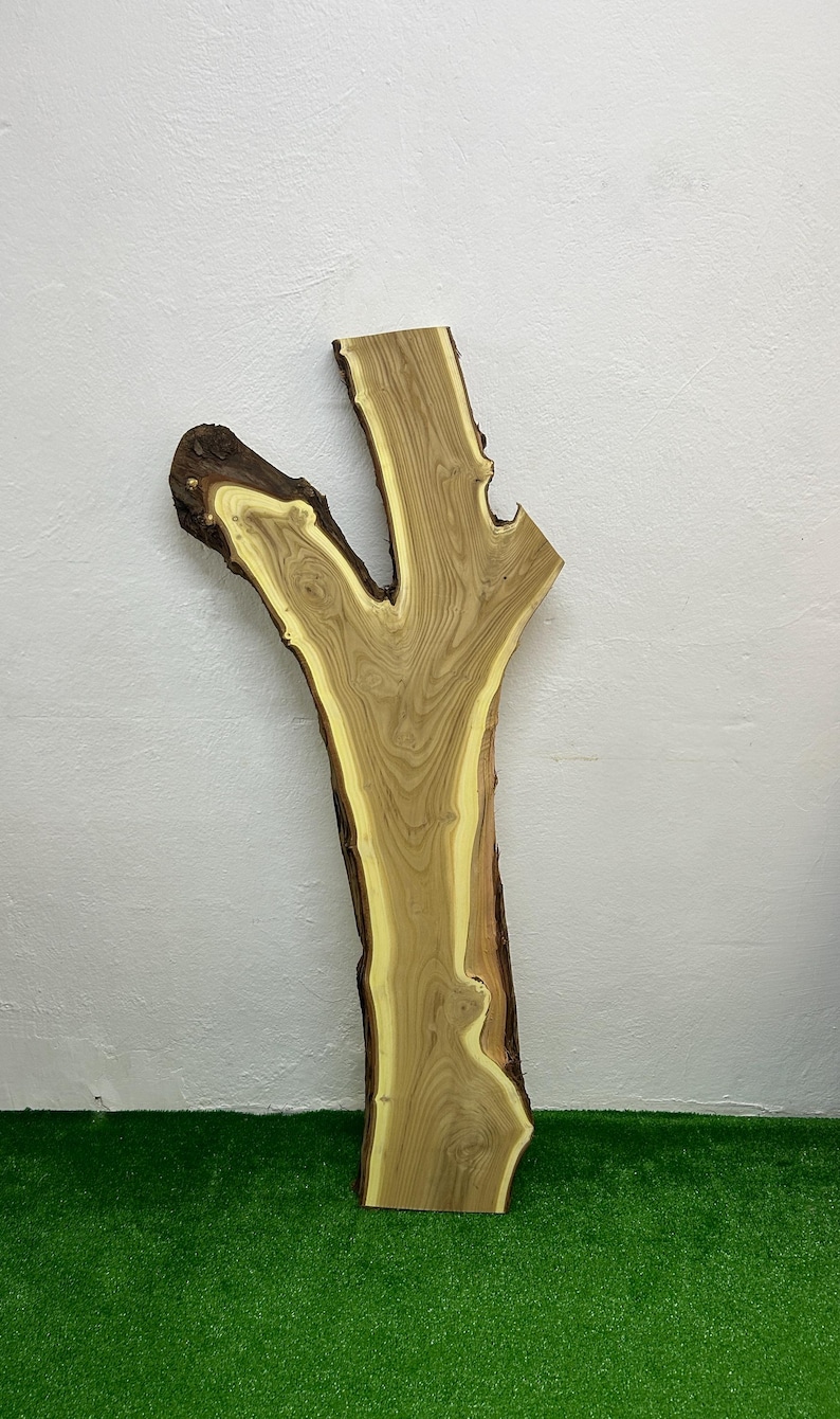 May include: A live edge wood slab with a natural, organic shape. The slab features a light brown center with a yellow-toned border and dark brown bark edges. The wood grain is visible, creating a unique, rustic aesthetic.