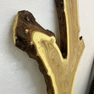 May include: A natural wood slab with a light brown and tan color scheme. The wood grain is visible, and the edges have a rough, bark-like texture. The slab has a unique shape, with a branch-like extension.