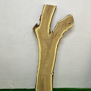 May include: A natural wood slab with a unique, branching shape. The slab features a light brown color with darker grain patterns and a lighter yellow edge. The wood is displayed against a white wall and green turf.