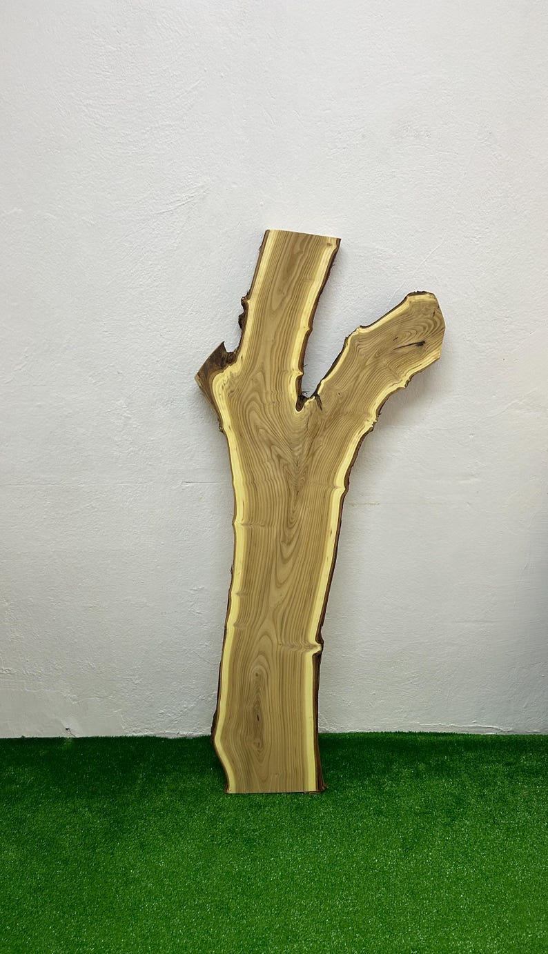 May include: A natural wood slab with a unique, branching shape. The slab features a light brown color with darker grain patterns and a lighter yellow edge. The wood is displayed against a white wall and green turf.