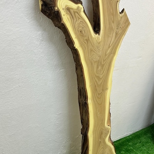 May include: A natural wood slab with a light brown and yellow grain pattern. The live edge slab has a dark brown bark and a unique Y-shape. The wood is displayed against a white wall and green turf.