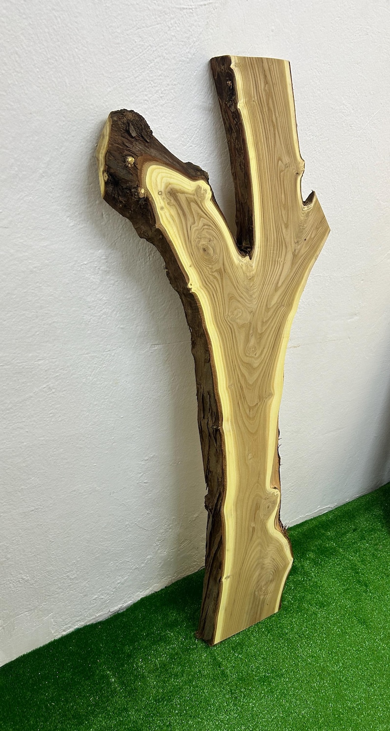 May include: A natural wood slab with a light brown and yellow grain pattern. The live edge slab has a dark brown bark and a unique Y-shape. The wood is displayed against a white wall and green turf.