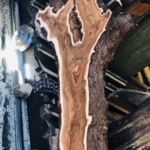 May include: A close-up of a freshly cut, raw wood slab with a unique grain pattern. The wood features a light brown center with darker brown and white accents, and a rough, textured bark edge. The wood is being processed by a machine.