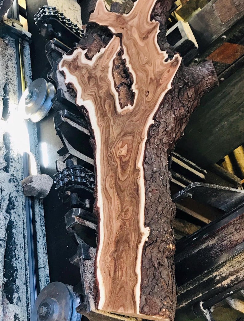 May include: A close-up of a freshly cut, raw wood slab with a unique grain pattern. The wood features a light brown center with darker brown and white accents, and a rough, textured bark edge. The wood is being processed by a machine.