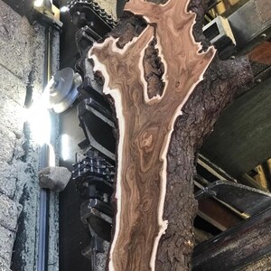May include: A large, irregularly shaped piece of wood with a light brown and dark brown grain pattern. The wood has a white border and a rough, dark brown bark. The wood is being cut by a machine with a chain and gears.