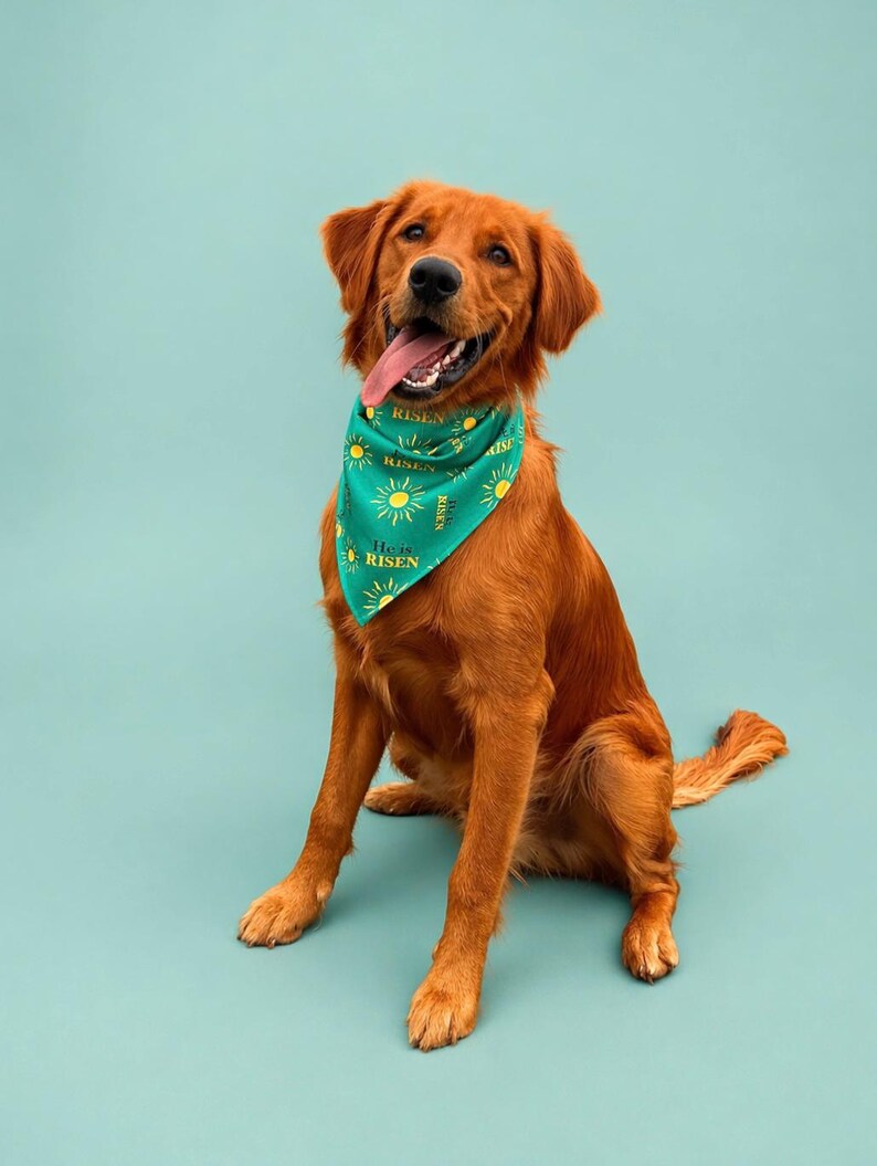 May include: A golden retriever dog wearing a teal bandana with yellow suns and the text "He is RISEN". The dog is sitting with its tongue out against a teal background. The dog's fur is a rich, reddish-brown color.