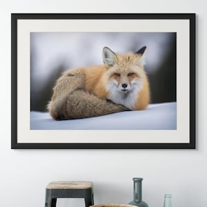 Red Fox in Snow – Wildlife Photography Print – Museum-quality matte paper