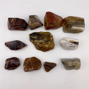 Petrified Wood Tumbled Stones, Natural, 3/4 Pound, 11 Assorted Pcs