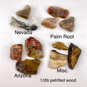 Petrified Wood Tumble Polished Stones, Natural, 1/2 Pound, 12 Assorted Pcs
