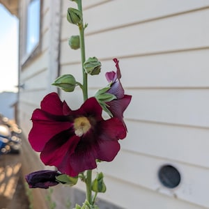 May include: A close-up of a hollyhock plant with a deep burgundy flower in full bloom. The flower has a yellow center and is surrounded by green buds and a green stem. The background is a white wall.