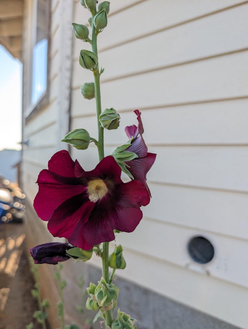 May include: A close-up of a hollyhock plant with a deep burgundy flower in full bloom. The flower has a yellow center and is surrounded by green buds and a green stem. The background is a white wall.