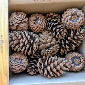 May include: A cardboard box containing twenty-two brown pine cones, with a wooden Westcott ruler placed along the left side showing measurements in inches. The text Box B: 22 ct. is written in red ink on the top inner flap of the cardboard box.