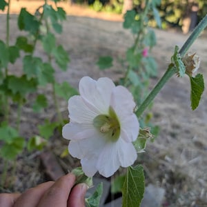 May include: A close-up of a white hollyhock flower with delicate petals and a green center. The flower is in full bloom, with a hand gently touching the stem. The background is blurred, showing green foliage and a natural setting.