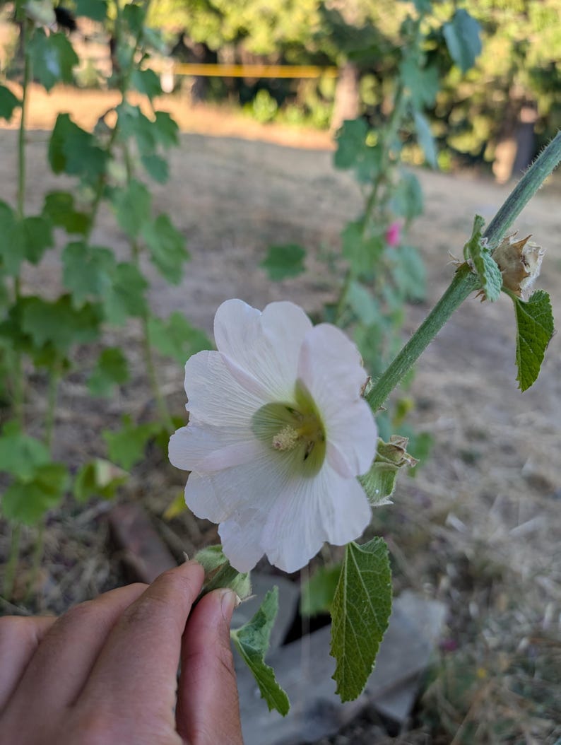 May include: A close-up of a white hollyhock flower with delicate petals and a green center. The flower is in full bloom, with a hand gently touching the stem. The background is blurred, showing green foliage and a natural setting.