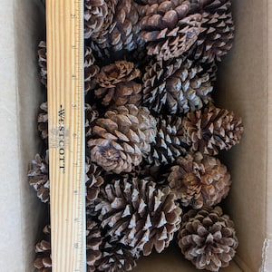 Más de 30 piñas caídas naturalmente – Piñas de bosque recolectadas a mano – Lote a granel para manualidades y decoración
