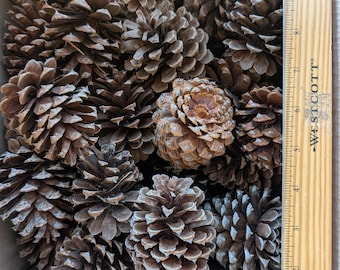 Meer dan 60 natuurlijk vallende dennenappels – met de hand verzameld uit de bosbodem – Bulkhandwerk en decoratiekavel
