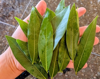 Wild Harvested California Bay Laurel Leaves (Fresh or Dried)