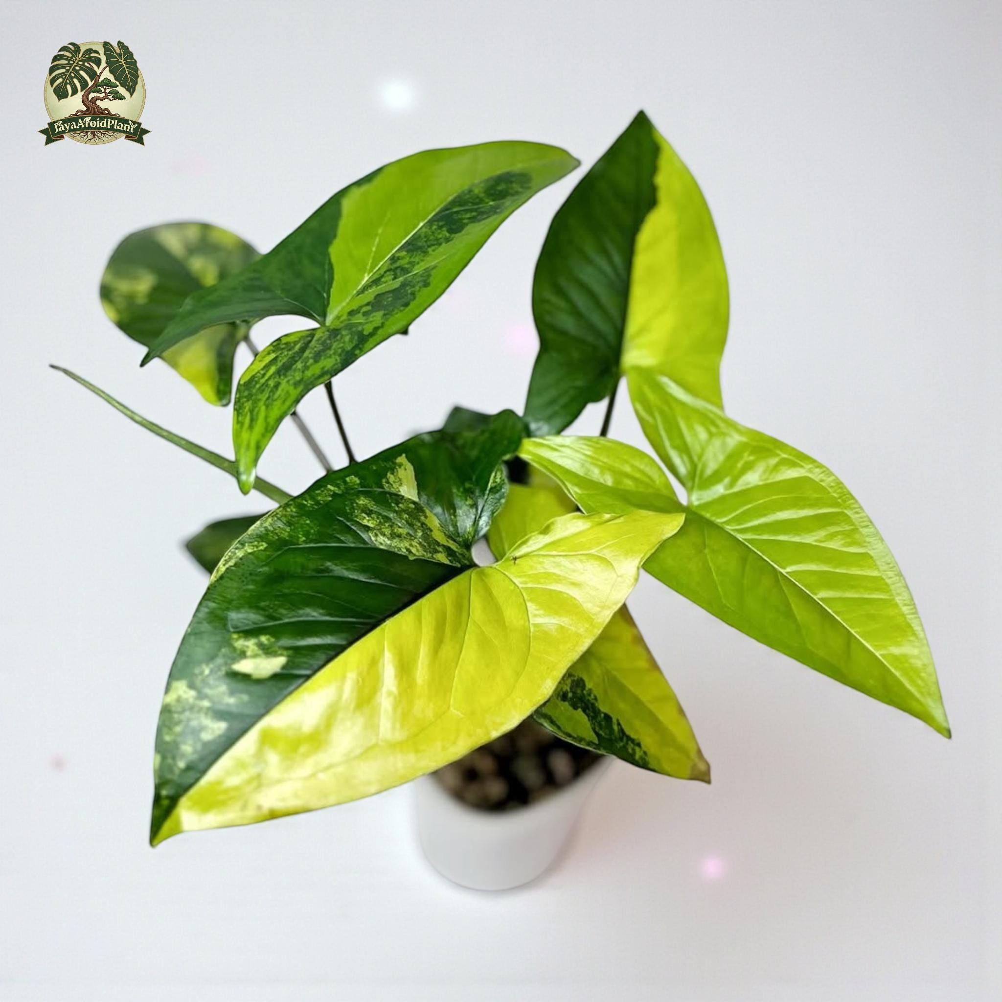 Syngonium Aurea Yellow Variegated - Etsy