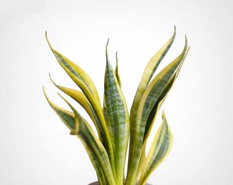 Sansevieria Trifasciata Yellow Thirve Seltene Unikate Schlangenpflanze
