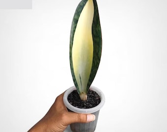 Sansevieria Masoniana Mediopicta bunte seltene Schlangenpflanze